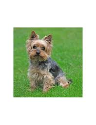 Yorkietymes has babydoll face teacup yorkies available. Yorkshire Terrier Puppies For Sale Gender Male