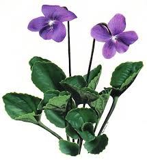 Symbols Of New Brunswick Violet Flower Roses And Violets Violet Flower Tattoos