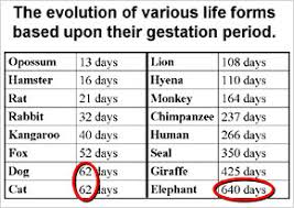 Horses Gestation Period Chart Related Keywords Suggestions