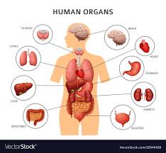 Human Body Internal Organs Stomach And Lungs