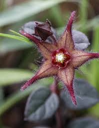 Image result for Brachystelma