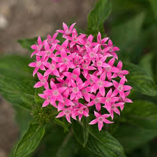 Image result for Pentas