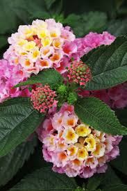 Pin On Growing Things For Our Property