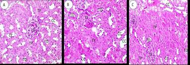 Image result for Aeollanthus pubescens