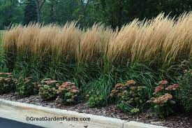 Ornamental feather reed grasses (calamagrostis) preferdamp soil, making them a good choice at the edge of a natural swimming pool, on the banks of. What A Stunning Screen This Ornamental Grass Makes Feather Reed Grass Long Driveway Landscaping Privacy Landscaping Backyard Landscaping