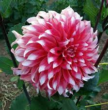 Clowningaround Planting Flowers Dahlia Flower Plants