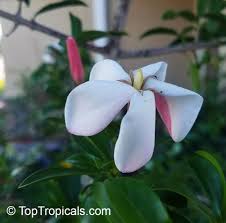 Image result for Hyperacanthus amoenus