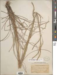 Image result for Elionurus tripsacoides