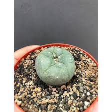 Daun kaktus ini sangat indah dengan berbagai warna. Tanaman Hias Unik Kaktus Lophophora Shopee Indonesia