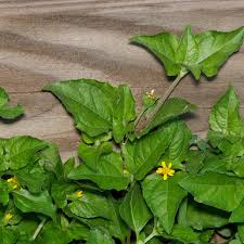 Image result for Calyptocarpus vialis