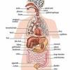 8035 3d models found related to female anatomy diagram internal organs. 1