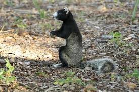 The Sherman Fox Squirrel Gets Its Name Because Its Body Closely Resembles A Fox Due To Its Large Size Bushy Tail The F Fox Squirrel Unusual Animals Squirrel