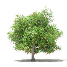 30] the eating quality was listed as fair. angie: Mango Tree With Fruits 3d Model 4 8m