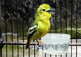 Jenis makanan yang baik untuk burung sirtu adalah seranggan jenis kroto (anak rangrang) memang sih di alam bebas burung sirtu menyukai rangrang sebagai makananya utamanya selain serangga. Cara Merawat Burung Sirpu Sirtu Bakalan Agar Cepat Gacor Nyiul