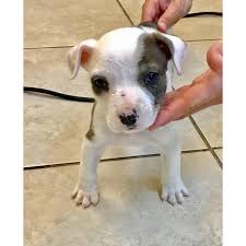 He will be a fairly big dog. 9 Weeks Catahoula Leopard For Sale In Cape Canaveral Florida Puppies For Sale Near Me