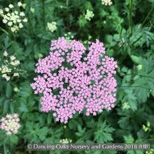 Image result for Pimpinella