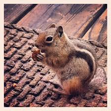 chipmunk chipmunks fluffy animals squirrel