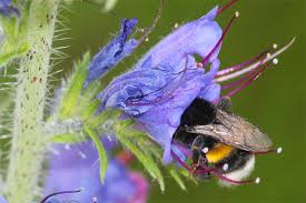 Sie sind relativ aufgeregt und versuchen sich zu. Artenportrat Erdhummel Nabu