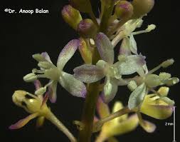 Image result for Petiveriaceae