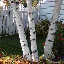White Birch Trees For Sale Near Me Paper White Birch Tree 3 Pack Birch Trees Garden Birch Tree Leaves White Birch Trees