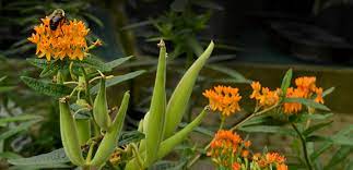 Two edible flowers that you can grow to grace your mealtimes—calendula and nasturtium—fall into the deer resistant annuals category. Deer Eating Your Garden See 20 Plants Deer Hate Buffalo Niagaragardening Com