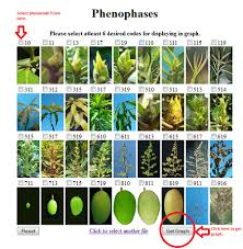 mango phenology monitoring system