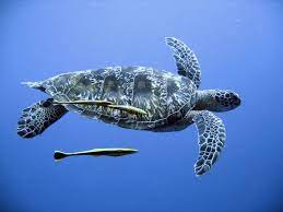 Green Sea Turtle Endangered Green Sea Turtle Swimming In Open Seas Ad Turtle Endangered Green Sea Open Ad Turtle Green Sea Turtle Sea Turtle