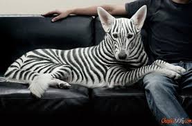 Ungewohnliche Hunderassen Com Imagens Caes Animais Animais Incriveis