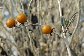 Image result for Solanum torreanum