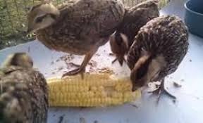 Maybe you would like to learn more about one of these? Cara Budidaya Ayam Hutan Hijau Dan Perawatannya Yang Mudah Ilmubudidaya Com