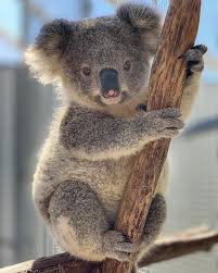 Pin By Hillary Tucker On Animals In 2020 Cute Animals Cute Baby Animals Cute Animal Pictures