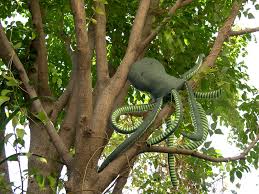 10 Facts About Tree Octopus That Will Soon Disappear Stillunfold