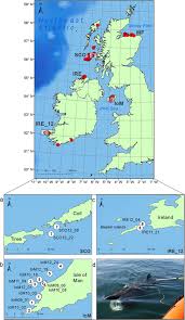 How to keep kids safe at school. Spatio Temporal Genetic Tagging Of A Cosmopolitan Planktivorous Shark Provides Insight To Gene Flow Temporal Variation And Site Specific Re Encounters Scientific Reports