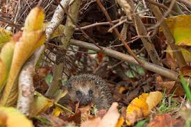 7 Tipps Fur Einen Igelfreundlichen Garten Igel Im Garten Igel Natur Tiere