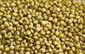 Image result for Urochloa semiundulata