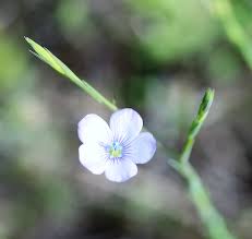 Image result for Linaceae