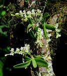 Image result for Angraecum sacciferum
