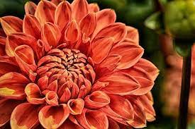 Fun Facts About Cape Town Plants Flowers Dahlia Flower