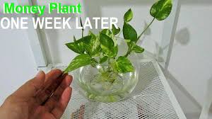 In this post i will teach you how to care for and propagate this stellar houseplant! Money Plant Pothos After One Week Propagated On Water Youtube