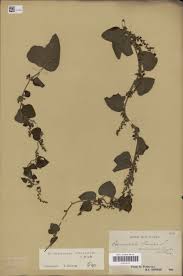 Image result for Cissampelos mucronata