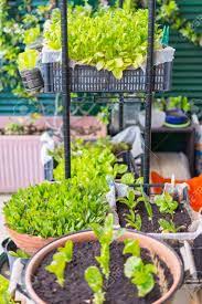Civano nursery is a family owned and operated business. Home Made Plant Nursery And Organic Vegetable Garden For Healthy Stock Photo Picture And Royalty Free Image Image 40951786