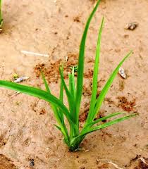 Image result for Courtoisina cyperoides