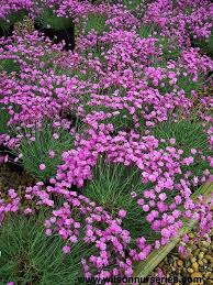 Tiny Rubies Dianthus Miniature Plants Evergreen Garden Pink Plant