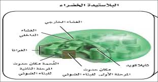 مدونة ثالث علمي الفصل الدراسي الأول الفصل الثاني الطاقة الخلوية