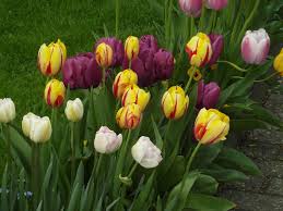 Khusus pada tumbuhan yang memiliki bunga kebanyakan berkembangbiak secara generatif sedangkan tumbuhan yang tidak memiliki bunga berkembangbiak dengan cara vegetatif. Mengenai Bunga Tulip Bagaimana Rupa Keterangan Tulip Dalam Reka Bentuk Landskap