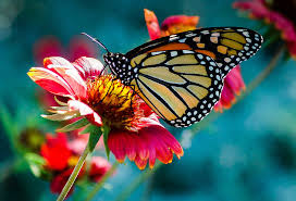 Free for commercial use no attribution required high quality images. Royalty Free Photo Selective Focus Photo Of Monarch Butterfly Perch On Flower Pickpik