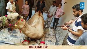 How long does it take you to do your english homework? Camel Slaughter Camel Qurbani Eid Al Adha 2019 Youtube
