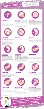 Pregnancy Growth Chart Month By Month Pregnancy Chart