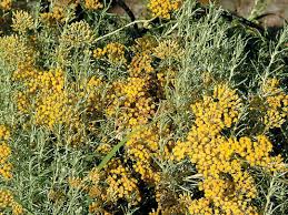 Image result for Helichrysum moorei
