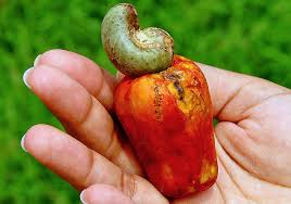 Image result for Anacardium